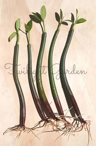 Mangroves live plant red - 5, plant-