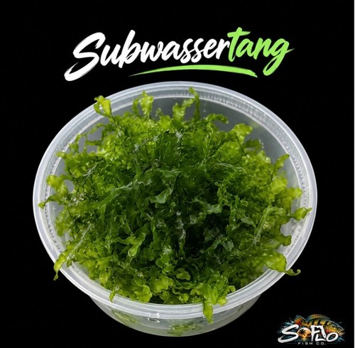 Subwassertang moss live - subwassertang,
